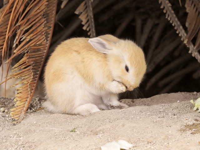 うちのうさぎはニンジンを食べない と聞いて驚きました やつログ