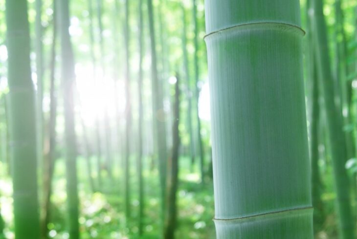 竹を枯らすには この方法なら根っこまで枯れます やつログ