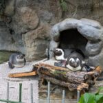 サンシャイン水族館にいたペンギン