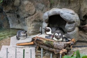 サンシャイン水族館にいたペンギン