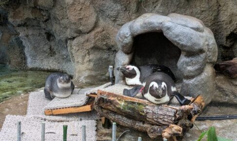サンシャイン水族館にいたペンギン