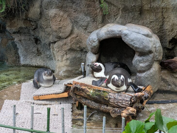 サンシャイン水族館にいたペンギン